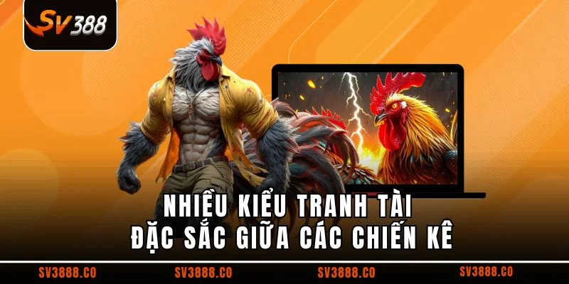 Nhiều kiểu tranh tài đặc sắc giữa các chiến kê