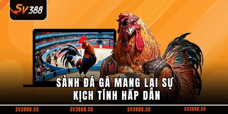 Sảnh đá gà mang lại sự kịch tính hấp dẫn