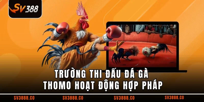 Trường thi đấu đá gà Thomo hoạt động hợp pháp